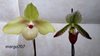 Paphiopedilum hangianum x malipoense  и Paphiopedilum Sukhakulii Maudiae coloratum